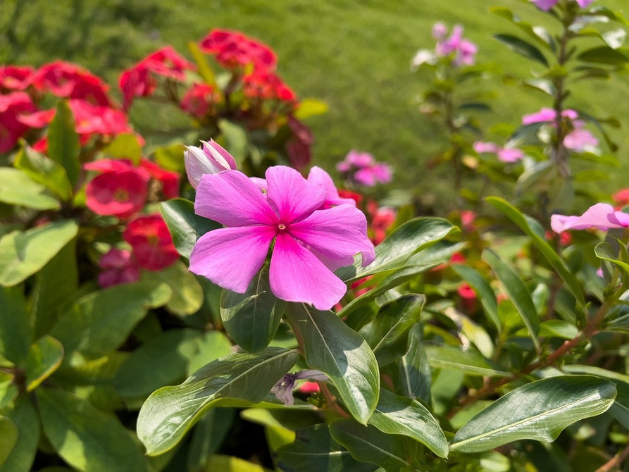 Барвінок як ґрунтопокривник Барвінок як ґрунтопокривна рослина: створення зеленого килиму в саду.