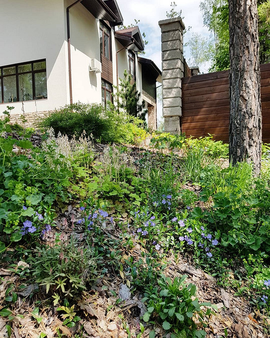 Барвінок: ґрунтопокривна рослина Барвінок як ґрунтопокривна рослина: створення красивих композицій в саду.