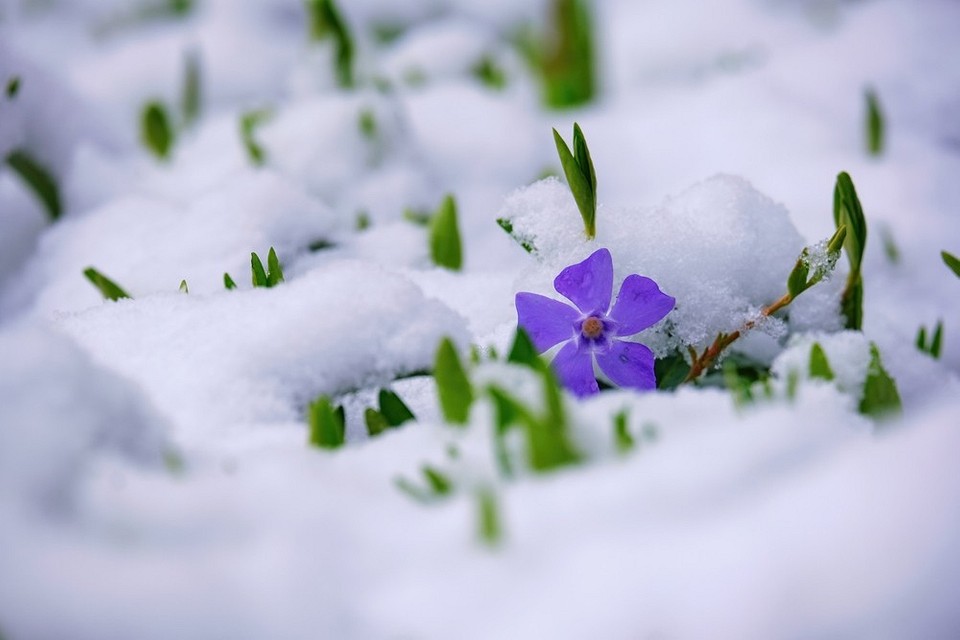 Листя барвінку Листя барвінку, детальний вигляд, рослина придатна для вирощування у затінених ділянках
