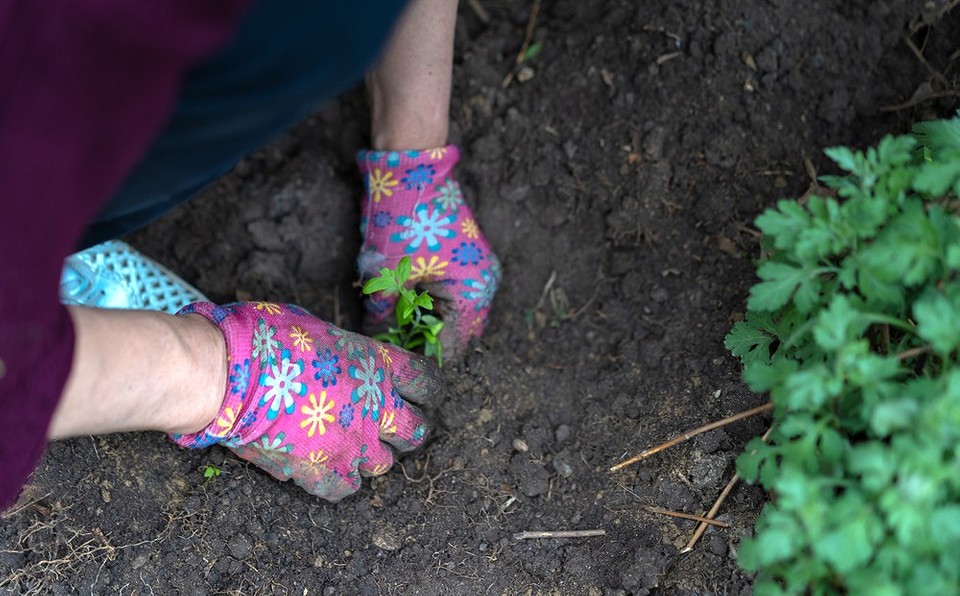 Барвінок: тренди 2026 Барвінок в ландшафтному дизайні 2026: модні тенденції та ідеї оформлення саду.