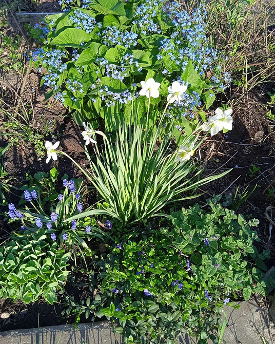 Барвінок для тіні Барвінок на затіненій ділянці саду: невибаглива та морозостійка рослина.