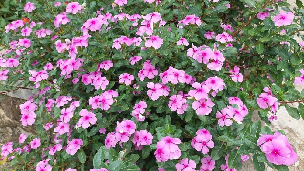 Блакитні квіти барвінку Квітучий барвінок: крупний план ніжних блакитних квітів на зеленому фоні.