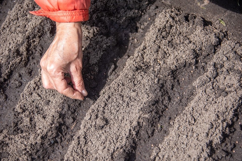 Морозостійкий барвінок Барвінок морозостійкий: рослина, яка витримує низькі температури взимку.