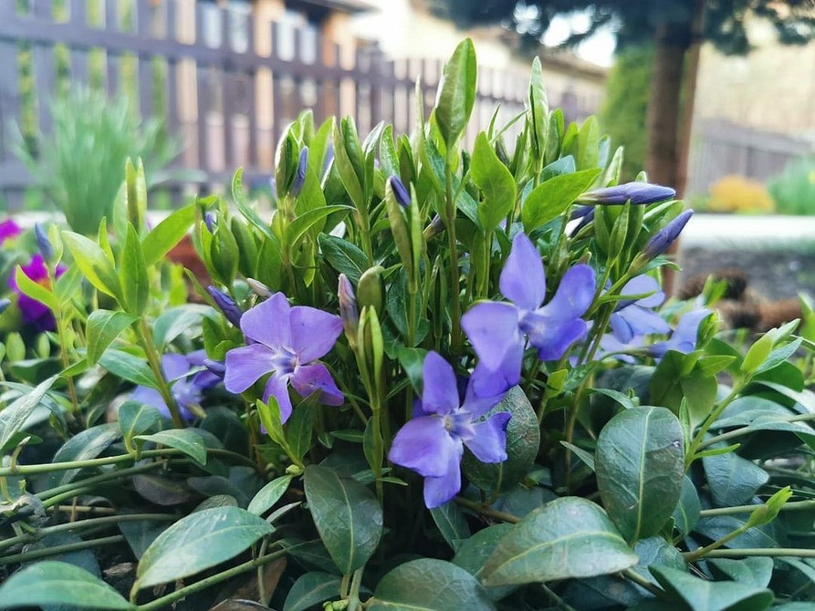 Правильна посадка барвінку Барвінок: правила посадки та вирощування для гарного росту рослини.