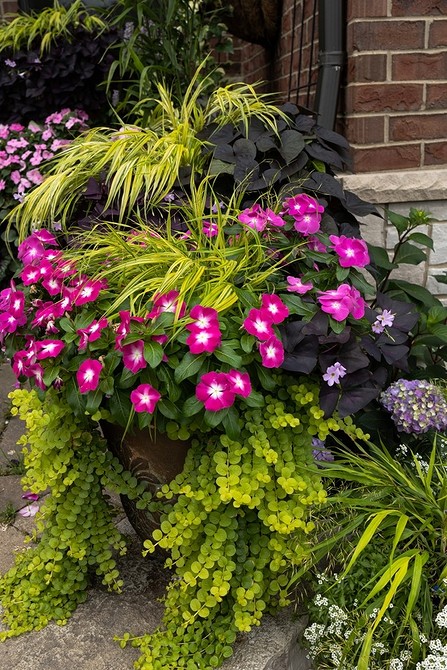 Весняне цвітіння барвінку Квітучий барвінок весною: барвисті фотографії рослини в саду.