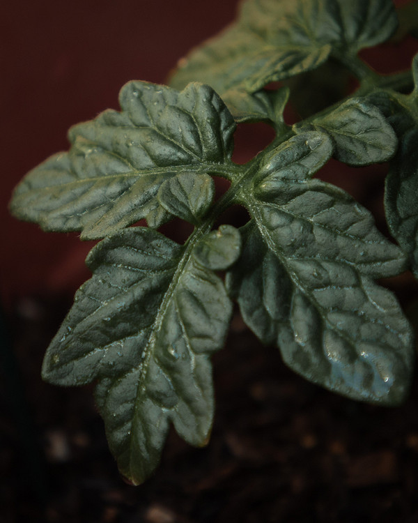 Сонце і листя томатів Вплив сонця на листя помідорів: причини появи білих плям