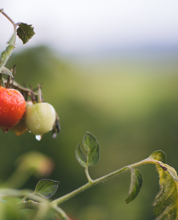 Сонячні опіки розсади Наслідки сонячних опіків на розсаді помідорів: як уникнути пошкоджень
