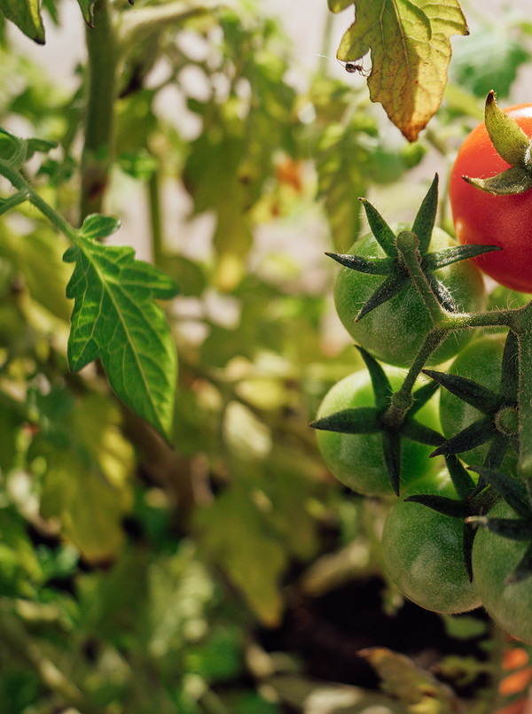 Візуалізація плям Візуалізація білих плям на листі помідорів, що вказують на проблеми