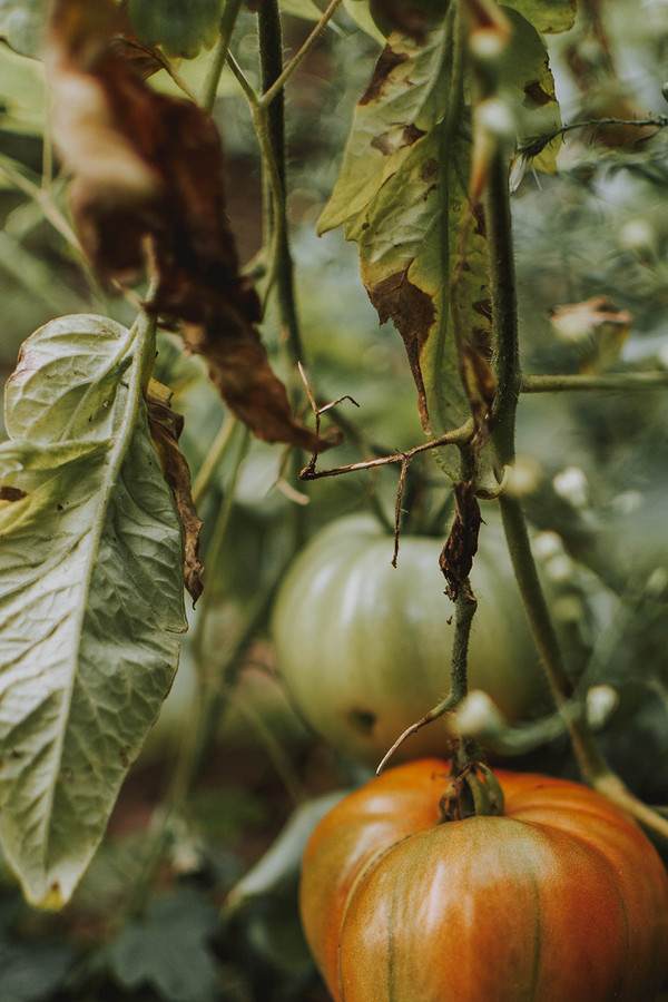 Хвороби помідорів Білі плями на листках помідорів як симптом хвороби або стресу