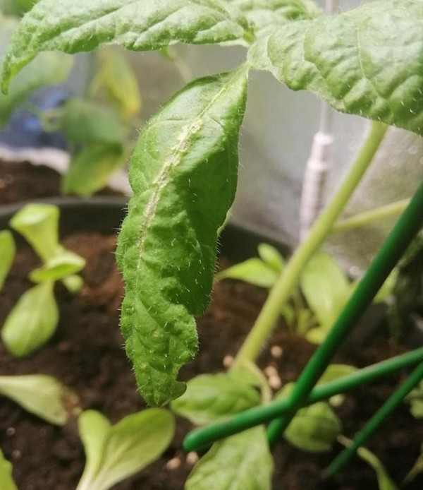 Білі плями на помідорах Білі плями на листі помідорів, як розпізнати причини та методи боротьби.