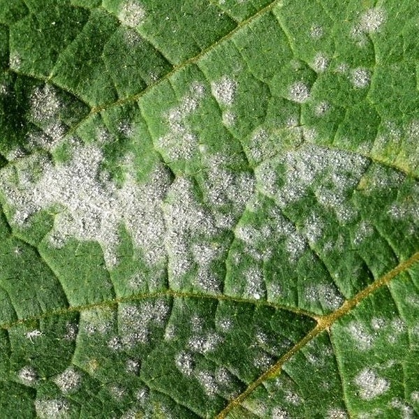 Загальний вигляд батві Загальний вигляд помідорного батві з ознаками білих плям: причини та рішення