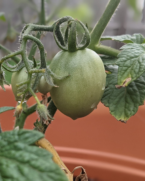 Загартовування саджанців Загартовування саджанців помідорів: важливий етап для запобігання стресу