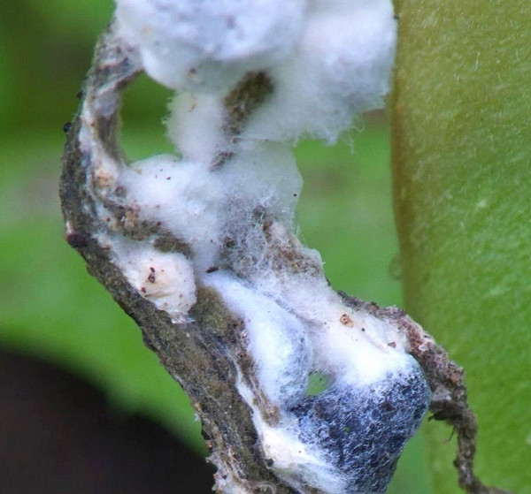Раннє виявлення Раннє виявлення білих плям на помідорах для збереження майбутнього врожаю