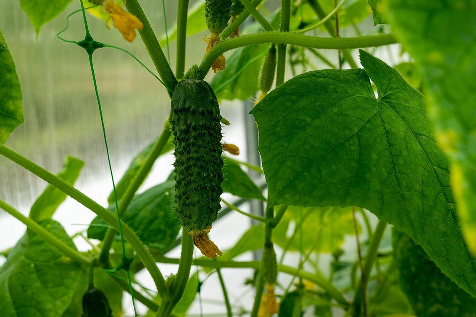Полив огірків Руки садівника, що поливають свіжу посадку огірків теплою водою.