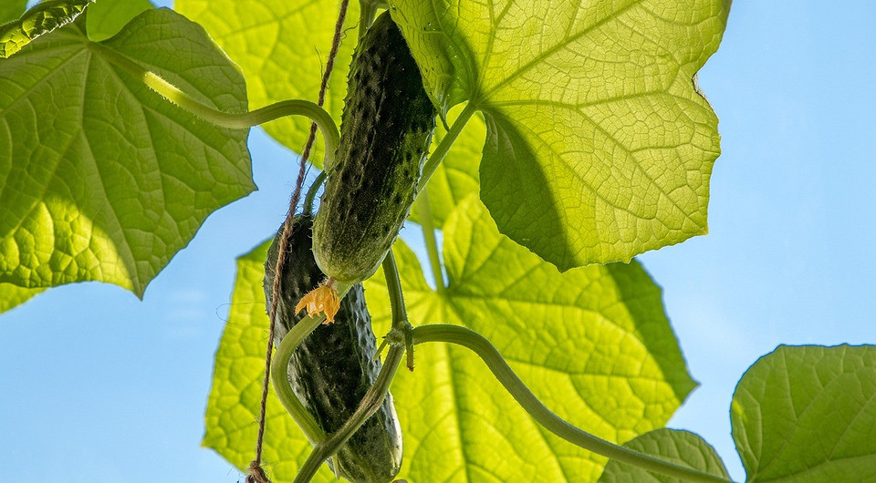 Посадка розсади огірків Жінка дбайливо висаджує розсаду огірків у відкритий ґрунт у теплий день.
