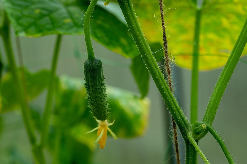 Підготовка теплиці Чоловік вимірює температуру ґрунту перед посадкою огірків у теплицю.