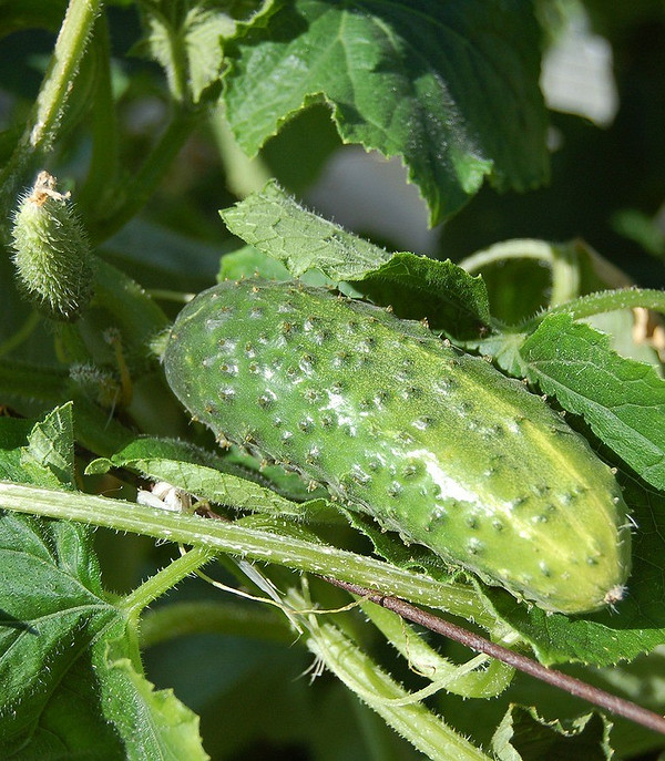 Вибір добрив для огірків Які добрива використовувати для огірків: вибір підживлення для відмінного врожаю