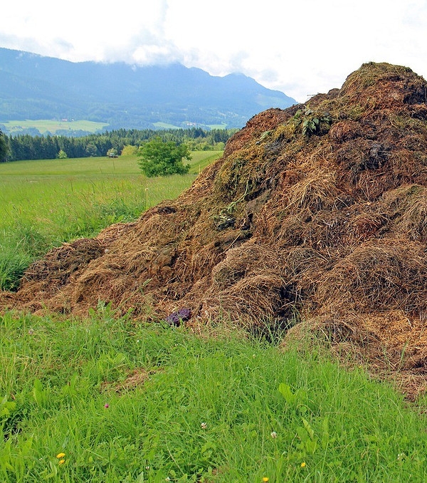 Органічне підживлення огірків Органічні добрива для огірків: натуральне підживлення для здорового росту
