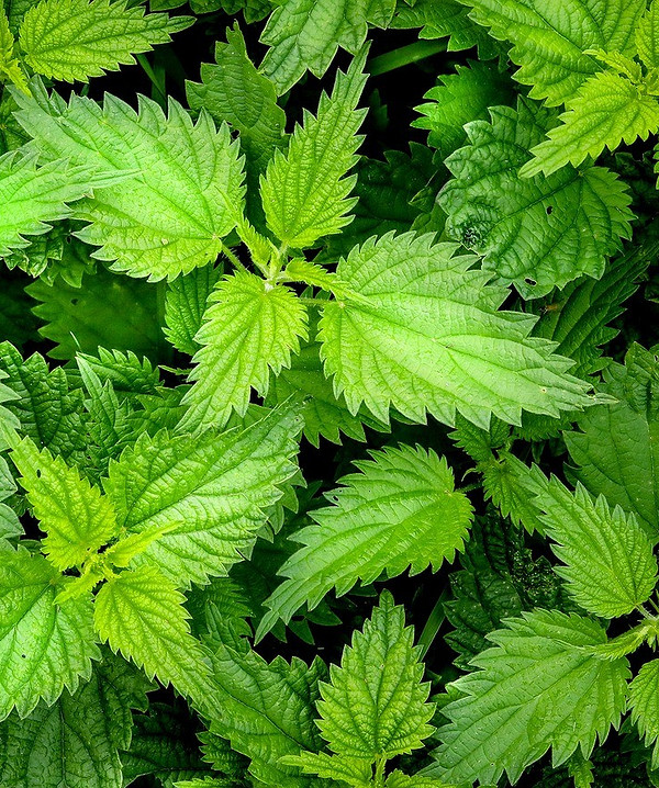 Схема підживлення огірків Схема підживлення огірків: добрива для різних етапів росту і розвитку