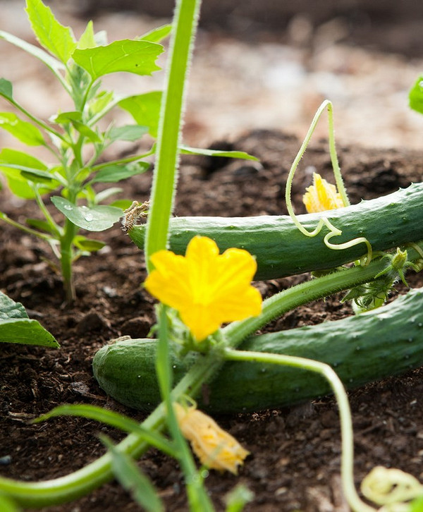 Поради по добривам для огірків Добрива для огірків у 2026 році: поради та рекомендації для великого врожаю