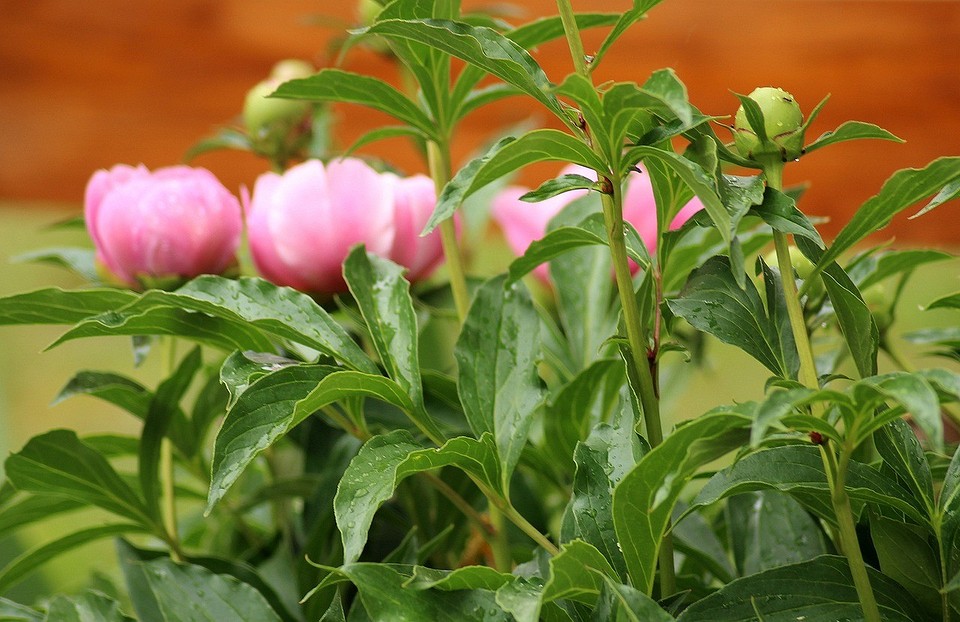 6 варіантів підживлення Шість варіантів підживлення півоній для рясного цвітіння навесні та влітку