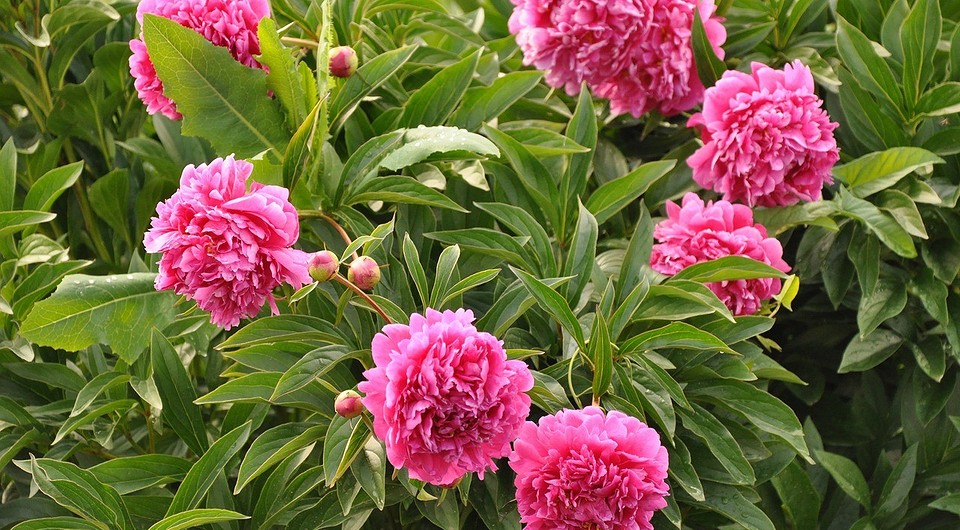 Підживлення півоній: етапи Етапи підживлення півоній для пишного цвітіння: інструкція з добривами