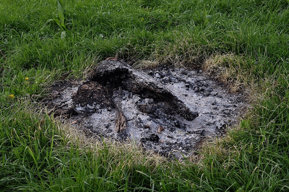 Народні засоби: підживлення Народні засоби для підживлення півоній: безпечні та ефективні методи