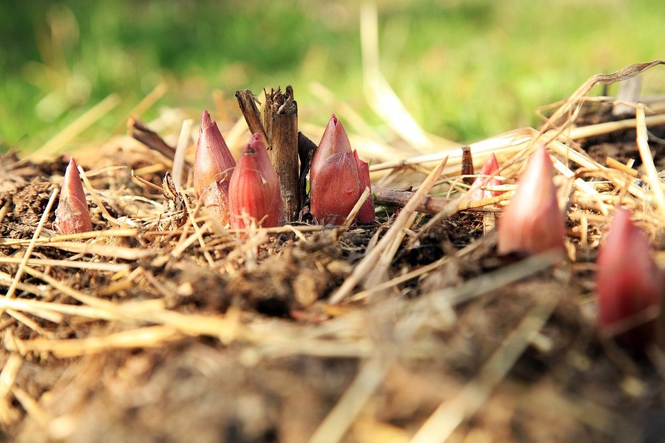 Правильне підживлення півоній Як правильно підживити півонії для пишного цвітіння: покрокова інструкція