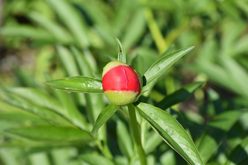 Весняне підживлення півоній Підживлення півоній весною: секрети та рекомендації для пишного цвітіння