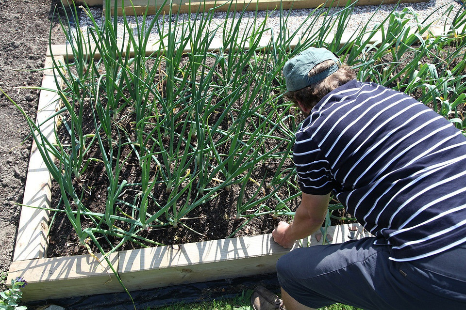 Полив часнику: правильний догляд для запобігання пожовтінню листя та гарного врожаю.