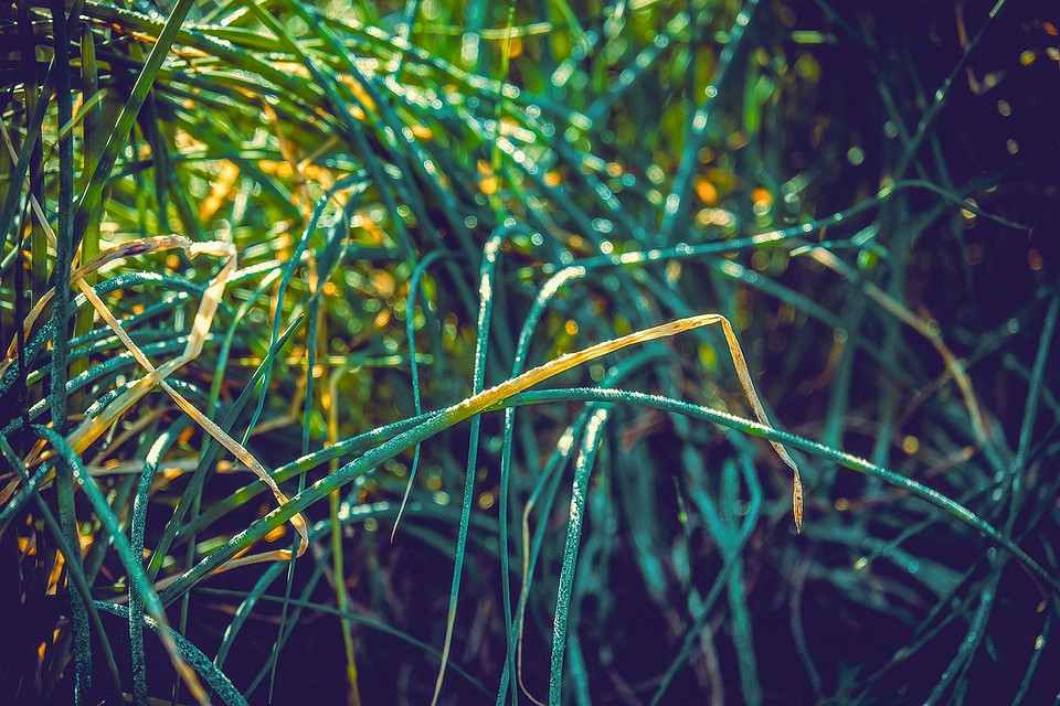 Підживлення часнику навесні: необхідні мікроелементи для здорового росту та розвитку.