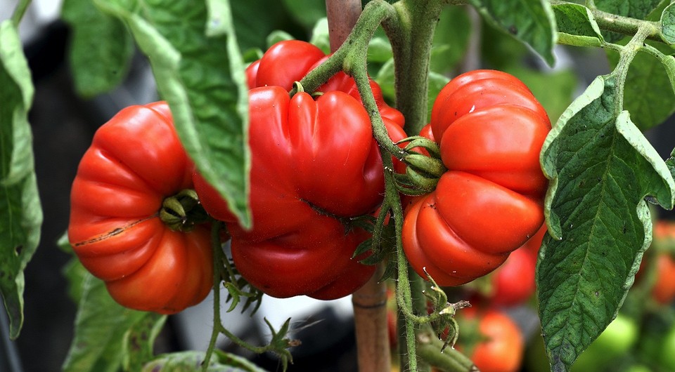 Дозрівання помідорів Зелені помідори на кущі: поради для швидкого дозрівання та щедрого врожаю.