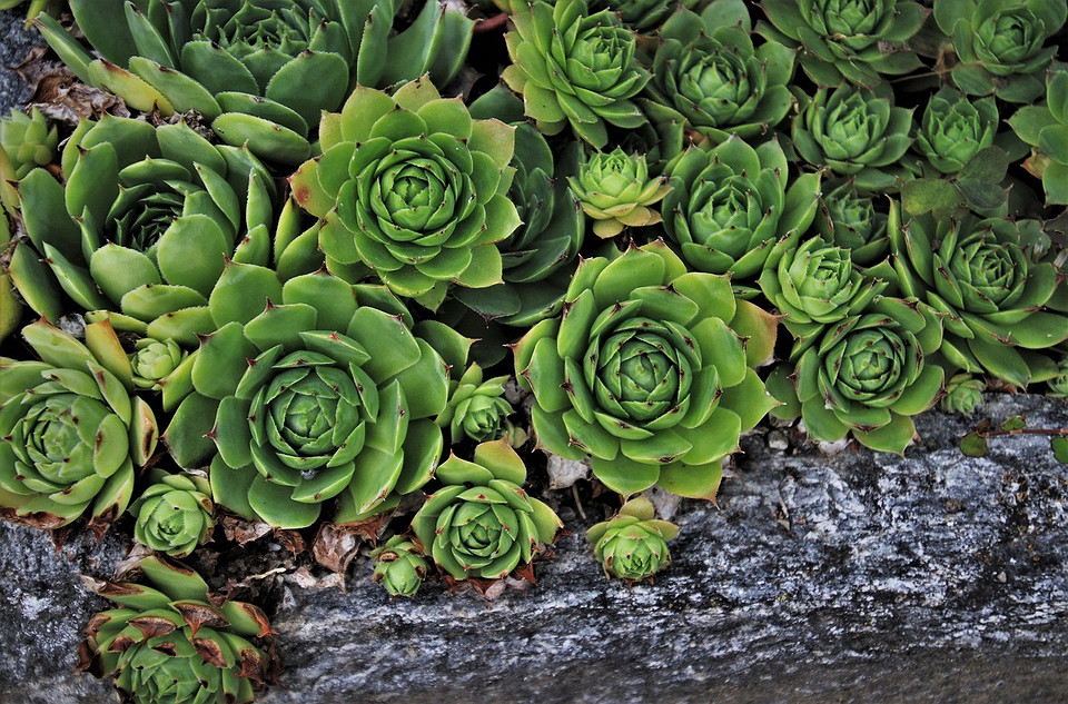 Ароматні трави Запашні трави, такі як розмарин та чебрець, ростуть у невеликому садовому ящику.