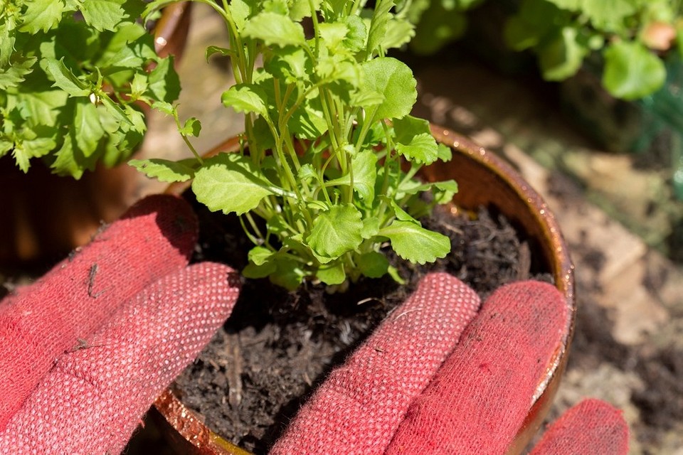 Фіолетова багаторічна лобелія Багаторічна лобелія з фіолетовими квітами, вирощування в саду