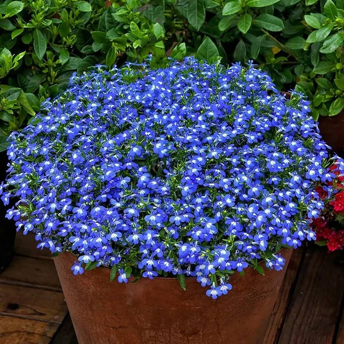 Рожева лобелія Лобелія, рожеві квіти, вирощування в горщику, прикраса тераси, догляд 2026.