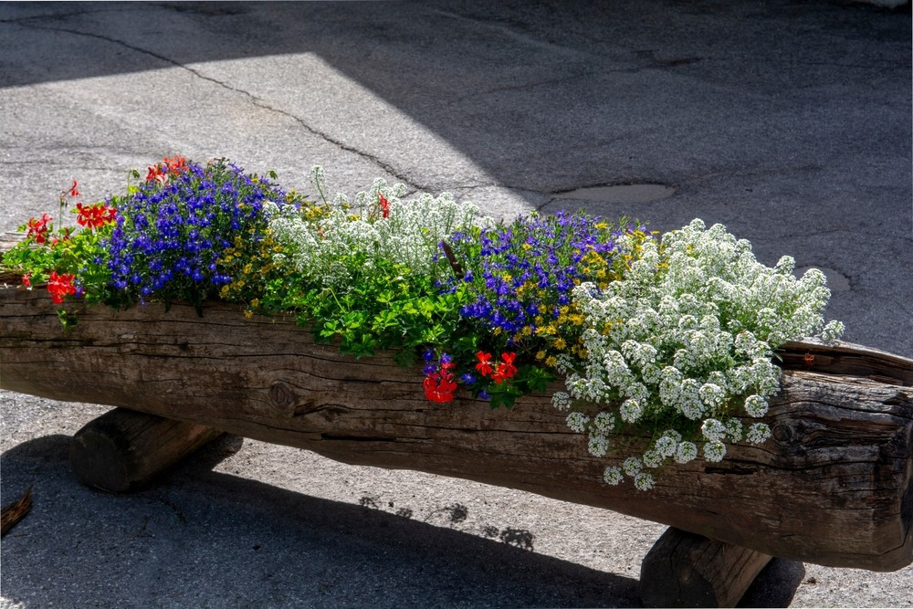 Кольорова палітра лобелії Квіти лобелії різних кольорів: білі, рожеві, сині, вирощування