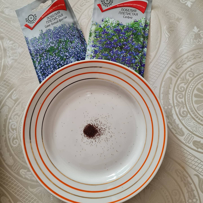 Лобелія: вирощування з насіння Вирощування лобелії з насіння, розсада в контейнерах, догляд за рослиною