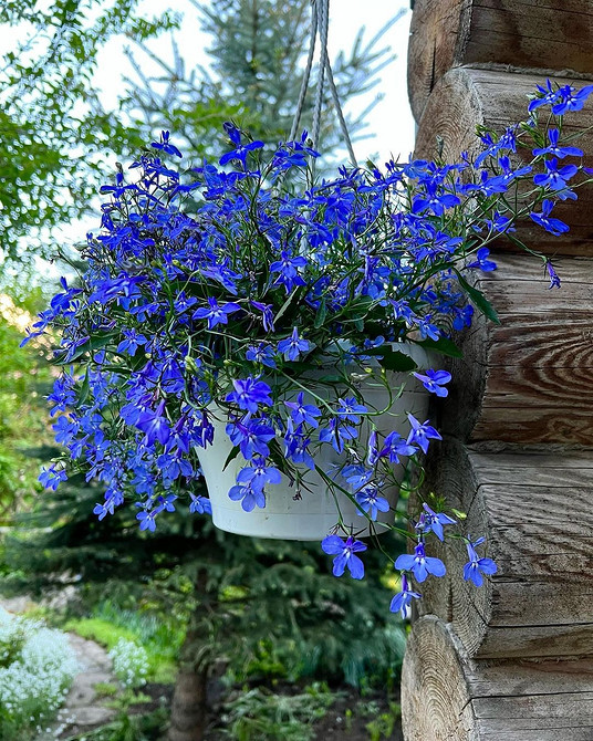 Сорти лобелії Різноманітні сорти лобелії: кольори та форми, вирощування в Україні.