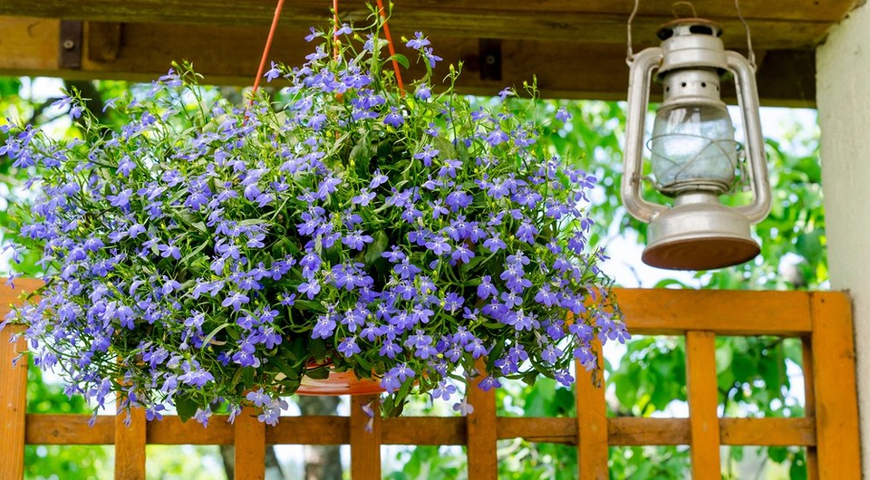Лобелія: пишний сад Пишне цвітіння лобелії в саду, різноманітні сорти та забарвлення квіток.