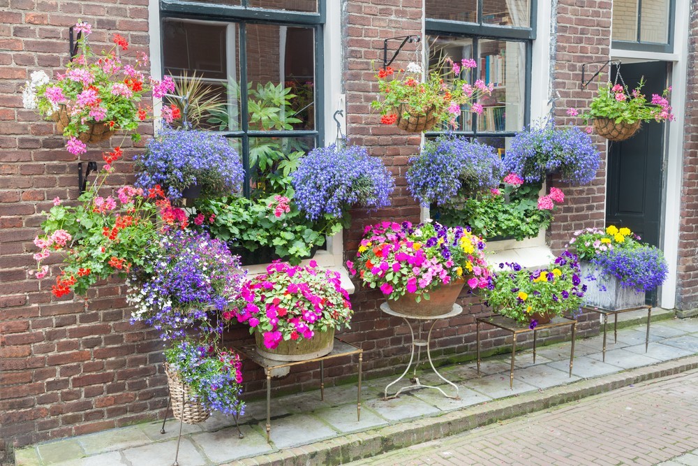 Вирощування лобелії з насіння Лобелія, вирощування з насіння, етапи та поради, цвітіння