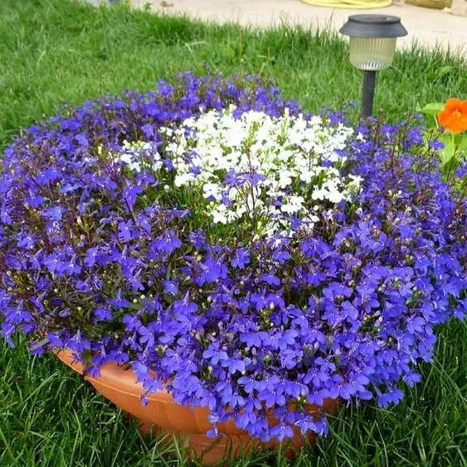 Лобелія: краса в деталях Крупний план квітки лобелії, деталі кольору та текстури, вирощування 2026