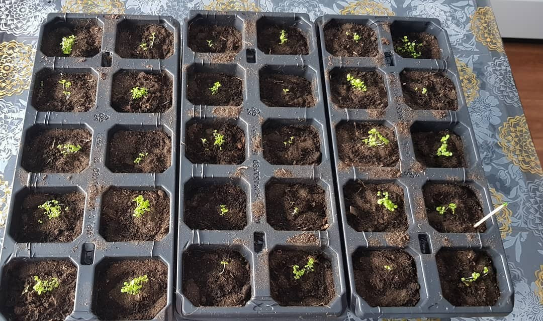 Ампельна лобелія в горщику Лобелія ампельна, висаджена в горщику, поради по вирощуванню