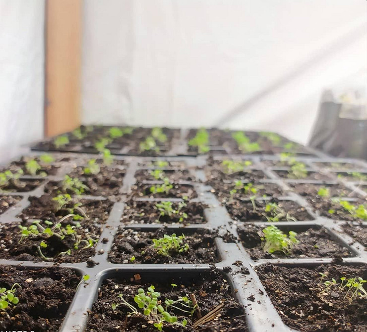 Лобелія: багаторічний вид Багаторічна лобелія в саду, зимостійкість та особливості догляду