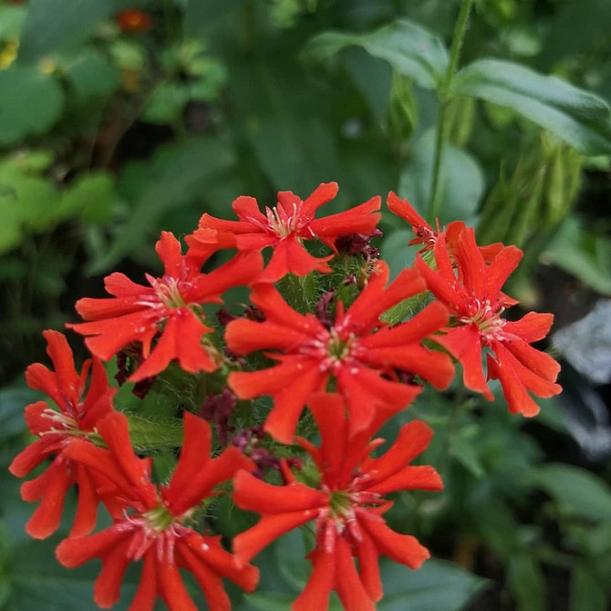 Квіткове поле лобелії Поле лобелії різних сортів, догляд за квітами, багаторічна рослина.