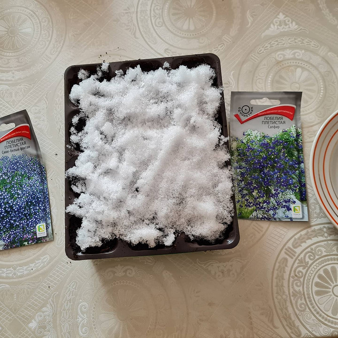 Лобелія: квітковий мікс Лобелія в поєднанні з іншими квітами на клумбі, гармонія кольорів