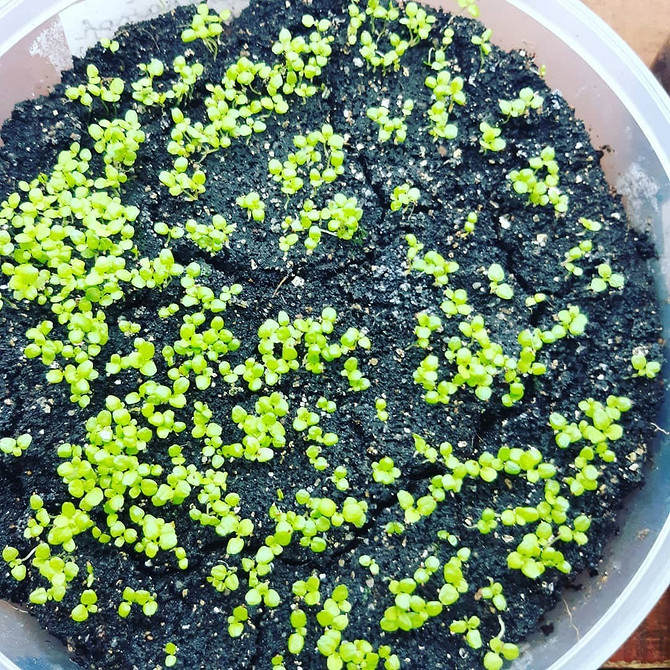 Синя краса лобелії Крупний план синіх квітів лобелії, вирощування та догляд в 2026 році