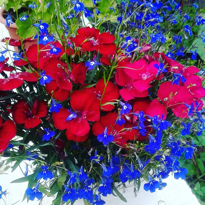 Сорти лобелії Різні сорти лобелії з квітами білого, рожевого та фіолетового кольорів.