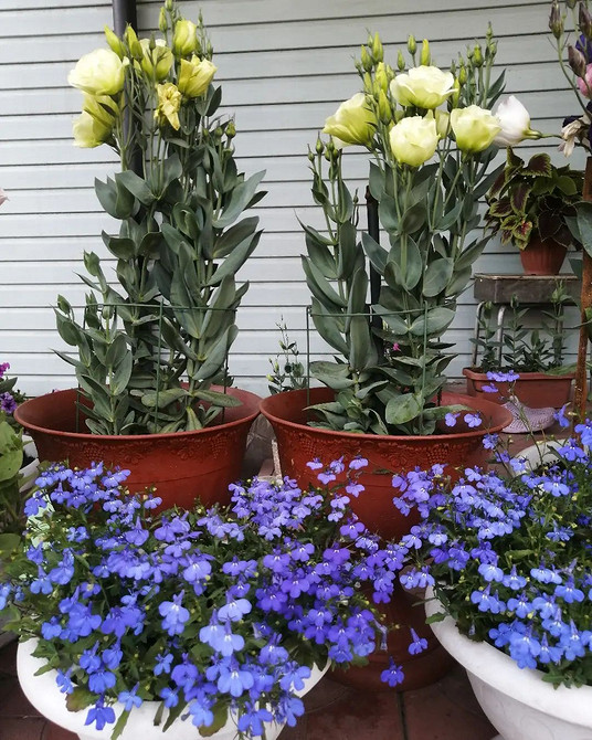 Лобелія: пишний сад Рясне цвітіння лобелії в саду, вирощування та догляд за рослиною