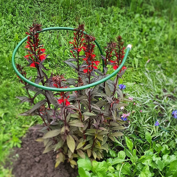Лобелія в композиціях Лобелія: поєднання з іншими квітами в саду, гармонійні композиції.