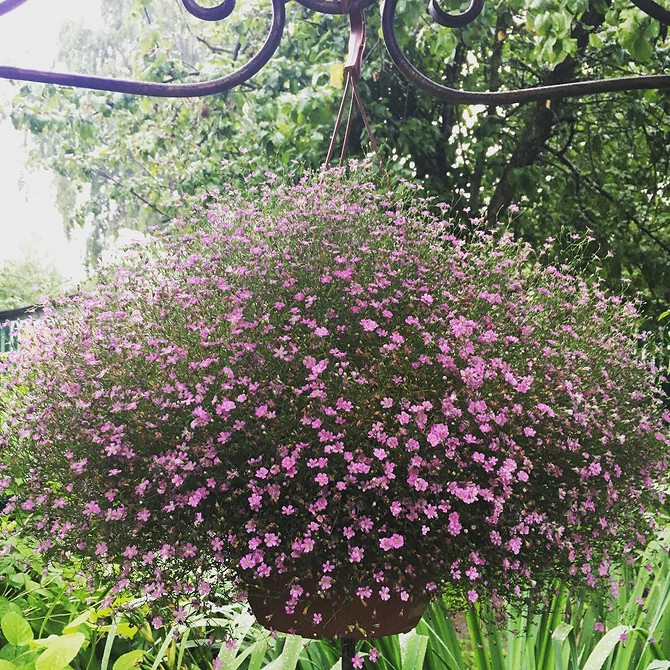 Лобелія в контейнері Лобелія у садовому контейнері, вирощування та догляд, поради експертів.